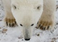 Portrait of a polar bear. Close-up. Canada. Royalty Free Stock Photo