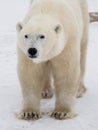 Portrait of a polar bear. Close-up. Canada. Royalty Free Stock Photo