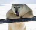 Portrait of a polar bear. Close-up. Canada. Royalty Free Stock Photo