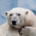 Portrait of a polar bear