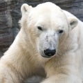 Portrait of polar bear Royalty Free Stock Photo