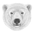 Portrait of Polar Bear.