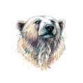 Portrait of a polar bear head from a splash of watercolor, hand drawn sketch Royalty Free Stock Photo