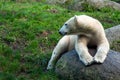 Polar bear lying on the rock Royalty Free Stock Photo