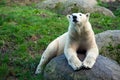 polar bear lying on the rock Royalty Free Stock Photo