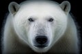 Portrait of a polar bear in natural habitat, generative ai