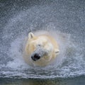 Portrait of a polar bear in the water Royalty Free Stock Photo