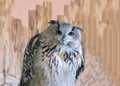 Portrait of a polar owl with yellow eyes, close-up