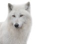Portrait polar white wolf isolated on white background