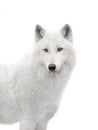 portrait polar white wolf isolated on white