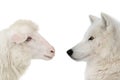 portrait of a polar wolf and sheep isolated on white background Royalty Free Stock Photo