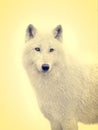 Portrait polar wolf on yellow background