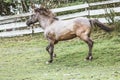 Portrait of a Polish Konik horse at a meadow Royalty Free Stock Photo