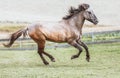 Portrait of a Polish Konik horse at a meadow Royalty Free Stock Photo