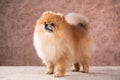 Portrait Pomeranian dog