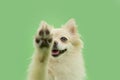 Portrait pomeranian dog high five. Isolated on green pastel background pet trick concept Royalty Free Stock Photo