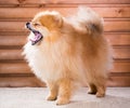 Portrait Pomeranian dog with open mouth