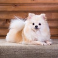 Portrait Pomeranian dog