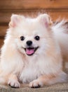 Portrait Pomeranian dog