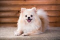 Portrait Pomeranian dog Royalty Free Stock Photo