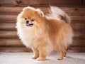 Portrait Pomeranian dog