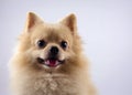 Portrait pomeranian spitz dog isolated on white backg Royalty Free Stock Photo