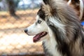 Portrait of a Pomsky with blue eyes playing outdoors