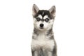 Portrait of a pomsky puppy isolated on a white background