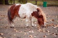 Portrait of Pony miniature horse on a farm Royalty Free Stock Photo