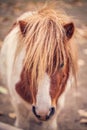 Portrait of Pony miniature horse on a farm Royalty Free Stock Photo