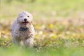 Portrait of poochon puppy running with his mouth open