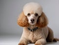 Portrait of the Poodle dog