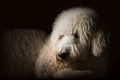 Portrait of a poodle dog on a black background. Neural network AI generated Royalty Free Stock Photo
