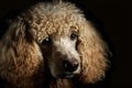 Portrait of a poodle dog on a black background. Neural network AI generated Royalty Free Stock Photo