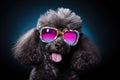 Portrait Poodle Dog With Sunglasses Black Background