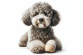 Portrait of a poodle dog with a white bandage on his leg isolated on solid white background. ai generative