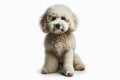 Portrait of a poodle dog with a white bandage on his leg isolated on solid white background. ai generative