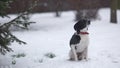 Portrait of poor frozen homeless puppy covered in snow. Hungry wolfish dog lost owner in cold winter weather. Unhappy