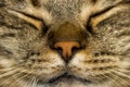 Portrait portrait of a cute fluffy fat-eyed gray-brown contented cat. Royalty Free Stock Photo