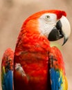 Portrait of Portrait of Scarlet Macaw parrot Royalty Free Stock Photo