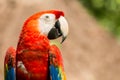 Portrait of Portrait of Scarlet Macaw parrot Royalty Free Stock Photo