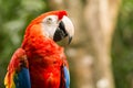 Portrait of Portrait of Scarlet Macaw parrot Royalty Free Stock Photo