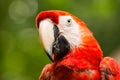 Portrait of Portrait of Scarlet Macaw parrot Royalty Free Stock Photo
