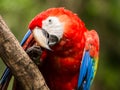 Portrait of Portrait of Scarlet Macaw parrot Royalty Free Stock Photo