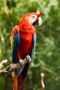 Portrait of Portrait of Scarlet Macaw parrot Royalty Free Stock Photo