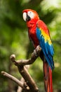 Portrait of Portrait of Scarlet Macaw parrot Royalty Free Stock Photo