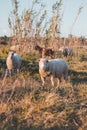 Portrait of a Portuguese sheep chewing grass at sunset in the middle of Vila Nova de Milfontes, Odemira, Portugal. Pastoralism in Royalty Free Stock Photo