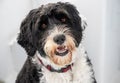 Portuguese Water Dog sitting on a boat on summer day Royalty Free Stock Photo