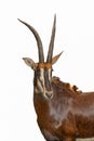 Portrait pose of a chestnut brown sable antelope Royalty Free Stock Photo