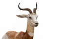 Portrait pose side view of a dama gazelle Royalty Free Stock Photo